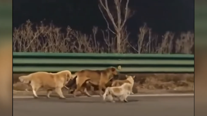 Telediario 2 - Siete perros robados recorren 17 kms solos para volver a casa en China