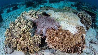 Lugares ind�mitos. La gran barrera de coral - Episodio 3: Oto�o - Lugares ind�mitos. La gran barrera de coral | Ver