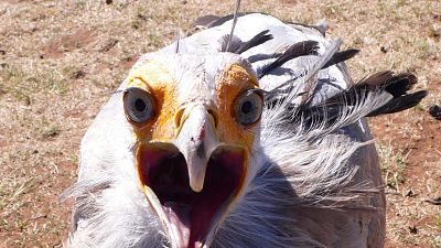 Depredadores letales - Episodio 6: Salvaje y raro - Depredadores letales | Ver