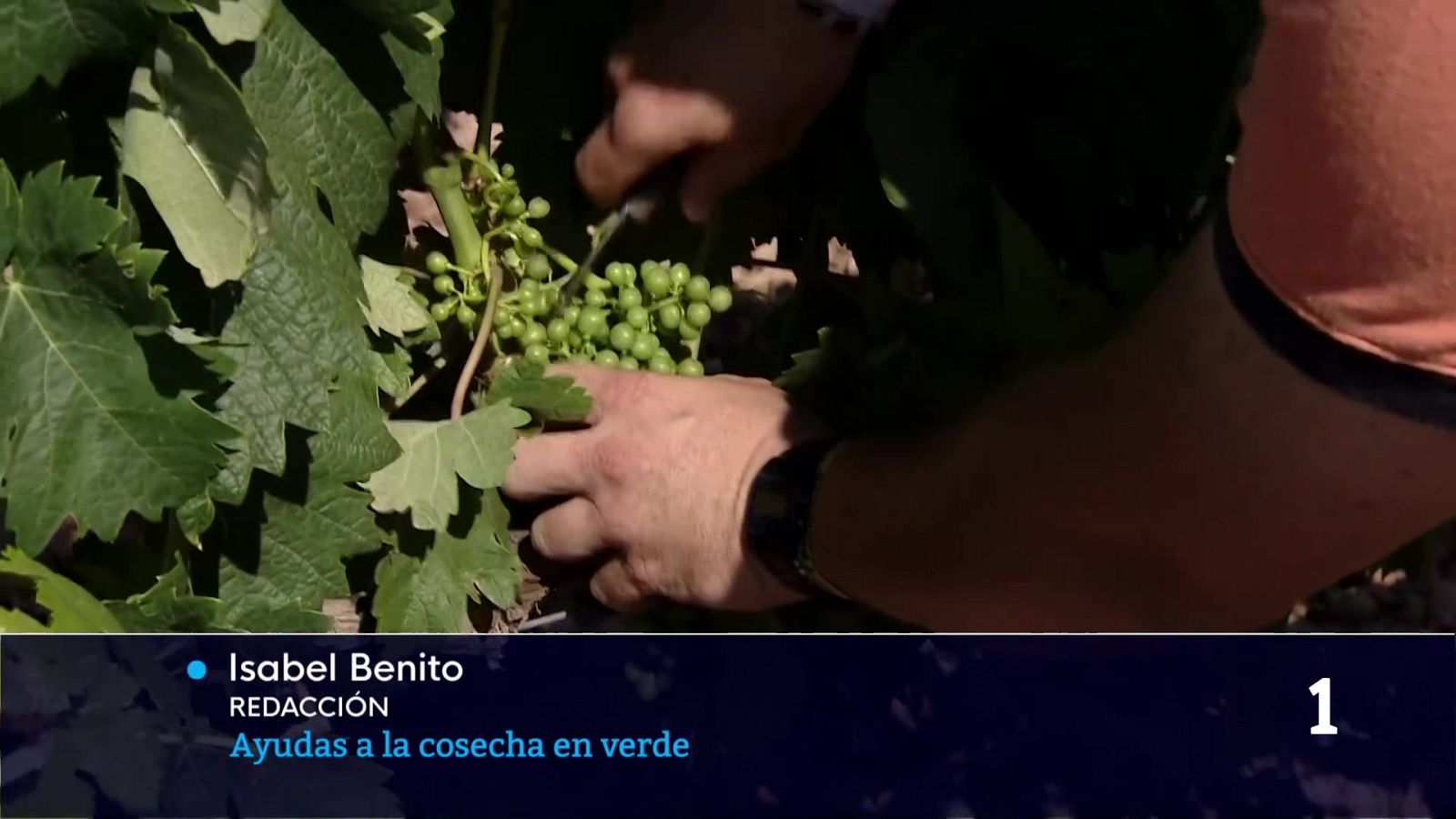 Ya está abierto el plazo para solicitar el arranque de viñedo - Informativo Telerioja | Ver