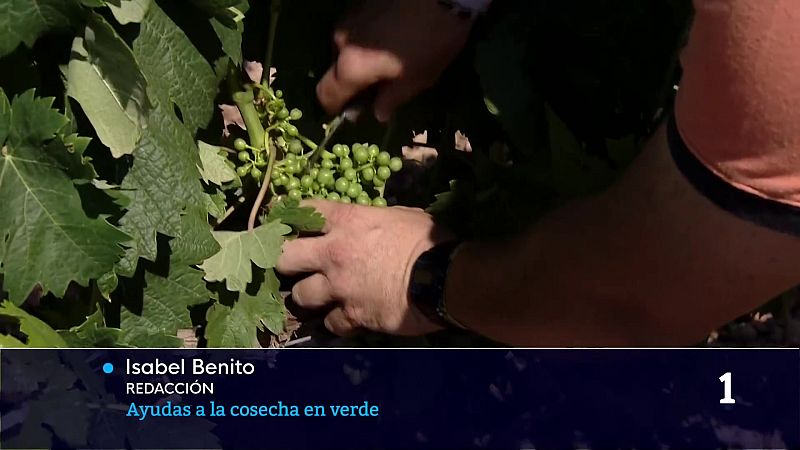 Ya está abierto el plazo para solicitar el arranque de viñedo - Informativo Telerioja | Ver