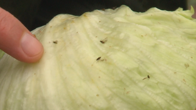 Agricultores arrancan sus cultivos por la plaga de pulg�n