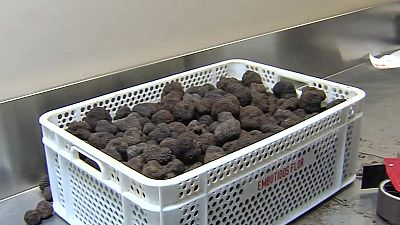 Teruel es la cuna mundial de la trufa