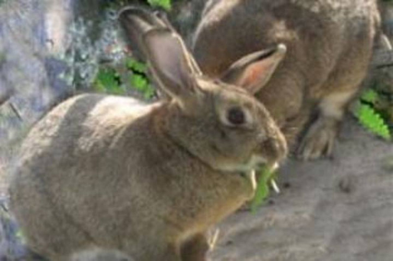 Los conejos de campo son un peligro para las cosechas - Noticias de Castilla-La Mancha | Ver