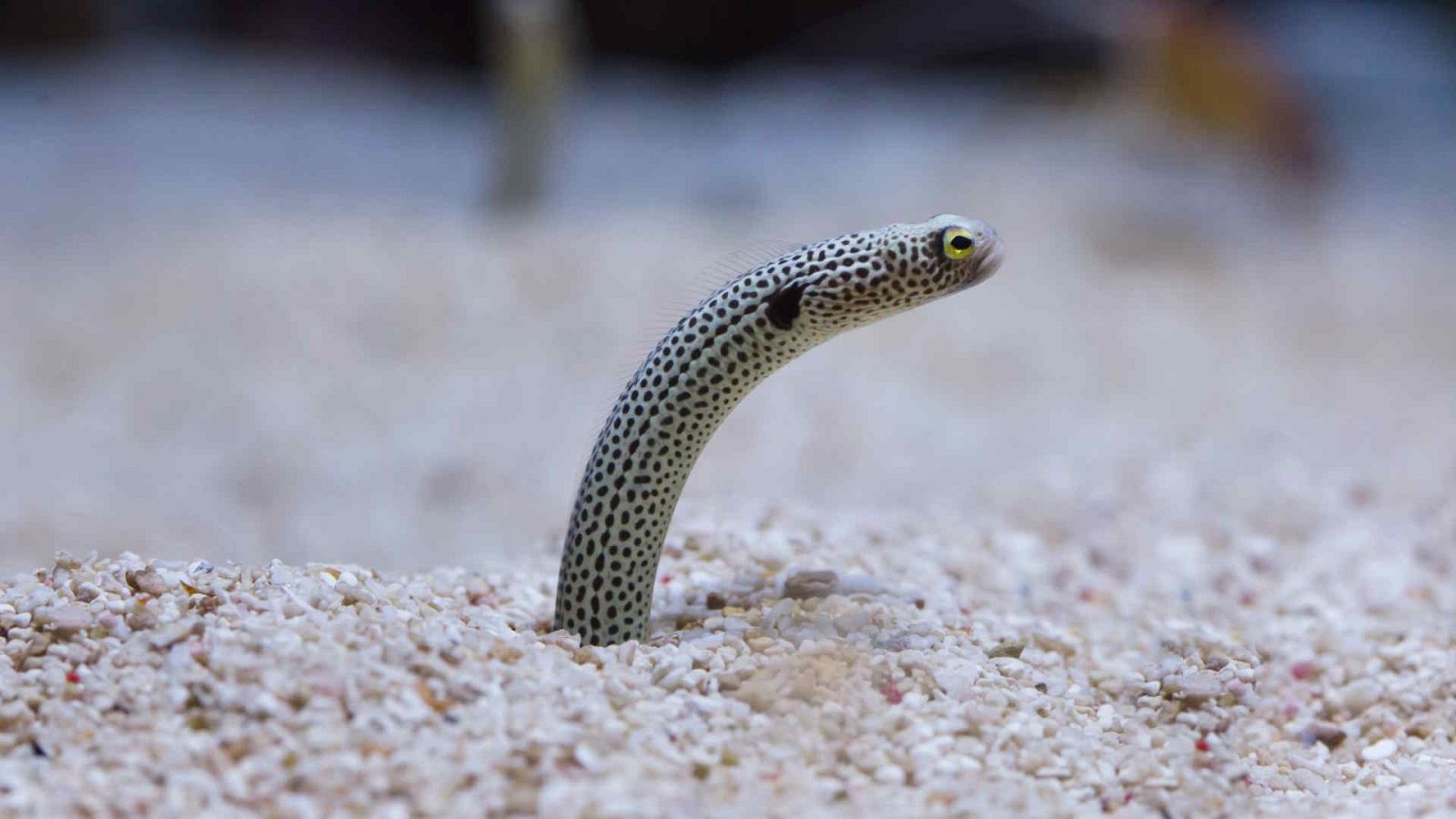 Lugares indómitos. La gran barrera de coral - Episodio 4: Invierno - Lugares indómitos. La gran barrera de coral | Ver