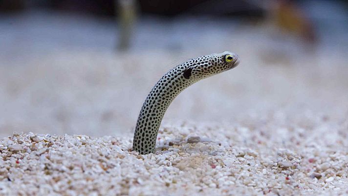 Lugares indómitos. La gran barrera de coral - Invierno
