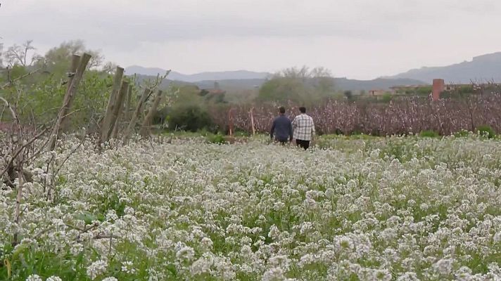 Aquí la Terra - Cirerer, col i mona de pasqua