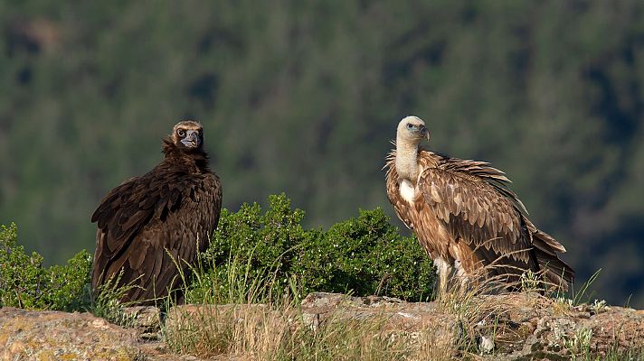 Dos buitres, uno negro y otro leonado, se posan sobre rocas en un entorno natural. El buitre negro mira a la cámara, mientras que el leonado comparte el mismo espacio, rodeados de vegetación y montañas.