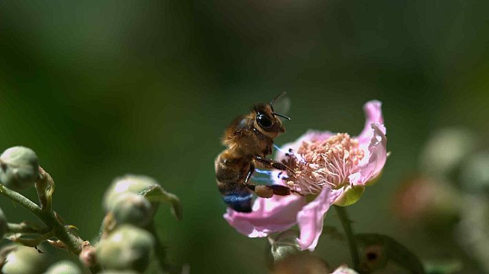 Belleza y seducción en la naturaleza - El poder de la atracción
