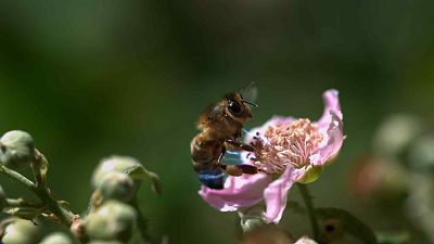 Belleza y seducci�n en la naturaleza - Episodio 1: El poder de la atracci�n - Belleza y seducci�n en la naturaleza | Ver