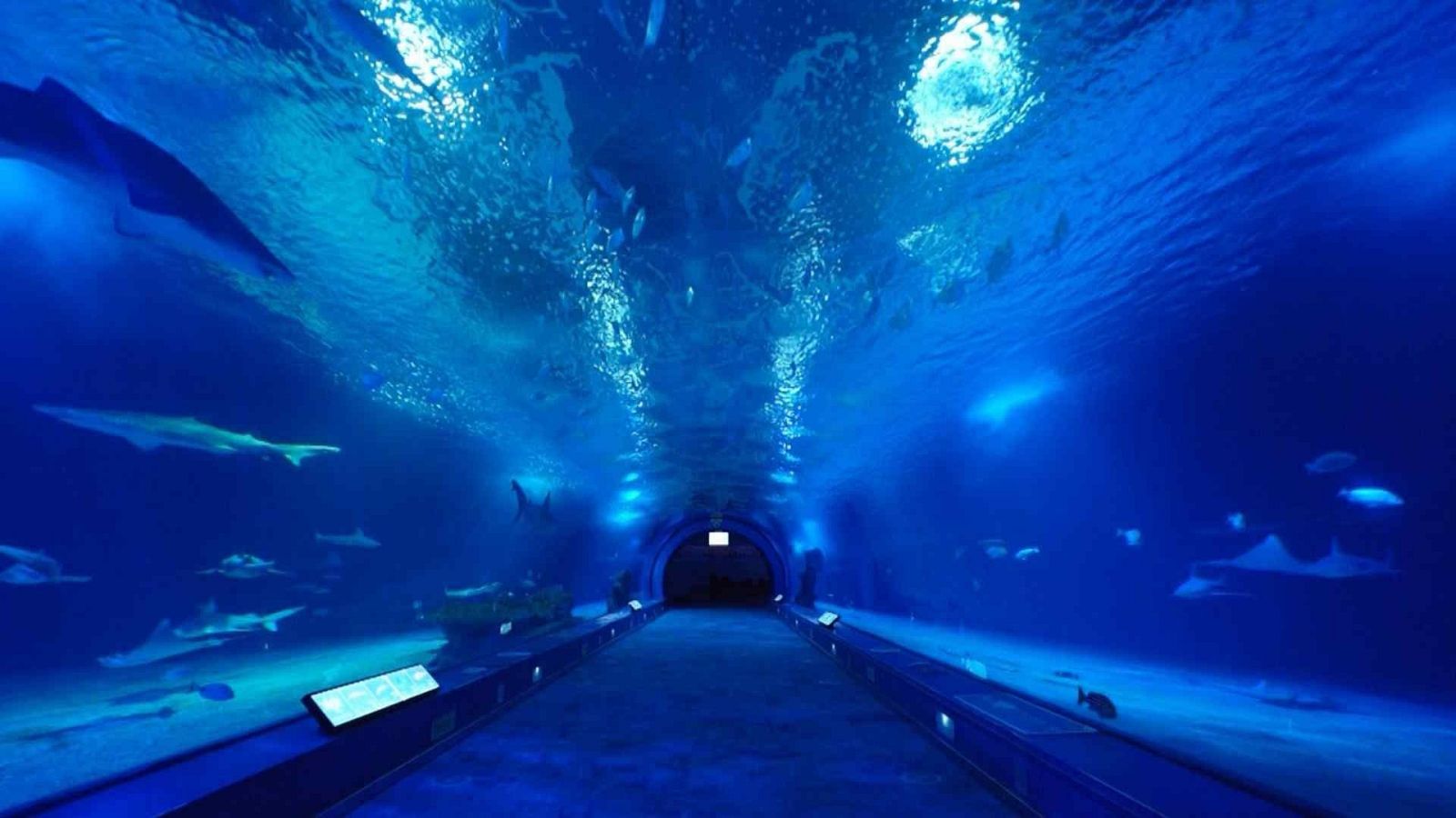 El escarabajo verde - El arte de observar - El escarabajo verde | Ver