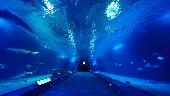 El escarabajo verde - El arte de observar