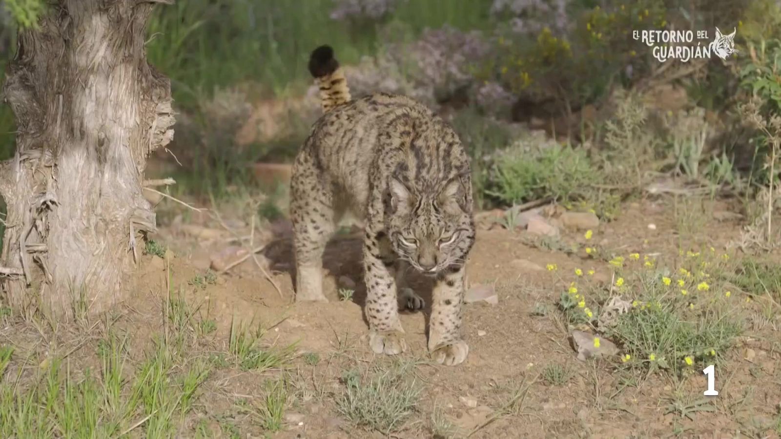 El retorno del guardián - Noticias Aragón | Ver