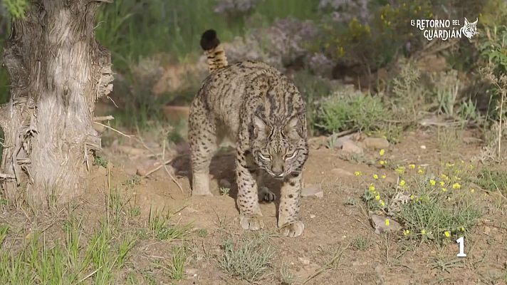 Noticias Aragón - El retorno del guardián