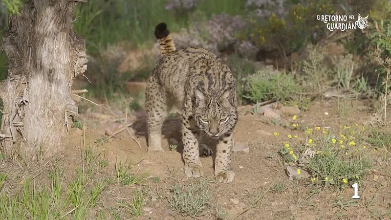 El retorno del guardi�n - Noticias Arag�n | Ver