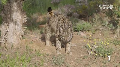 El retorno del guardi�n