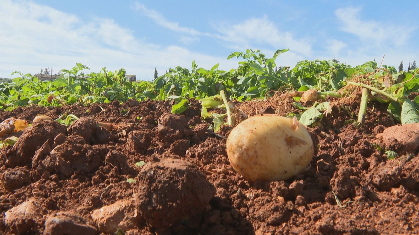 Globodera, l'enemic microscòpic de la patata poblera