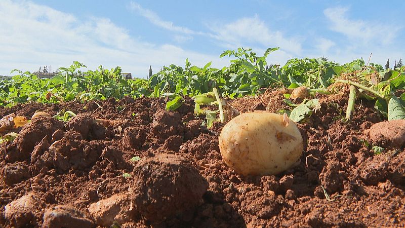 Globodera, l'enemic microscòpic de la patata poblera