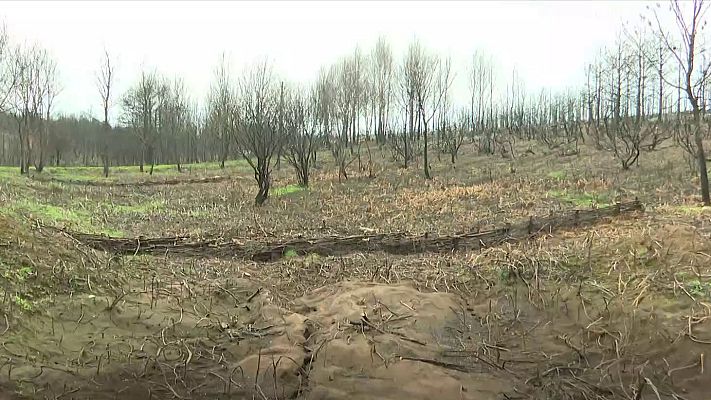 Telediario 1 - Ourense lucha contra la erosión tras los incendios