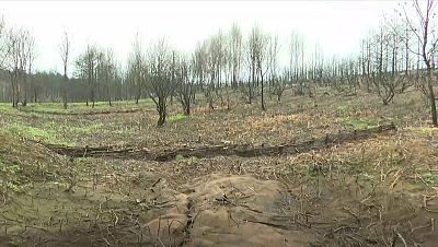 Recuperaci�n de montes en Ourense: t�cnicas contra la erosi�n | Ver