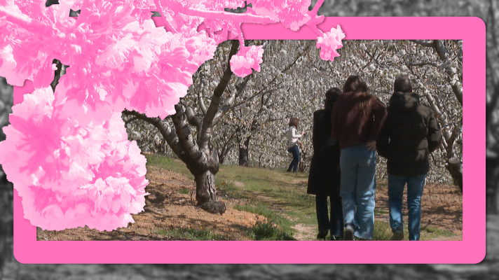 Noticias de Extremadura - El Valle del Jerte ya luce su manto blanco