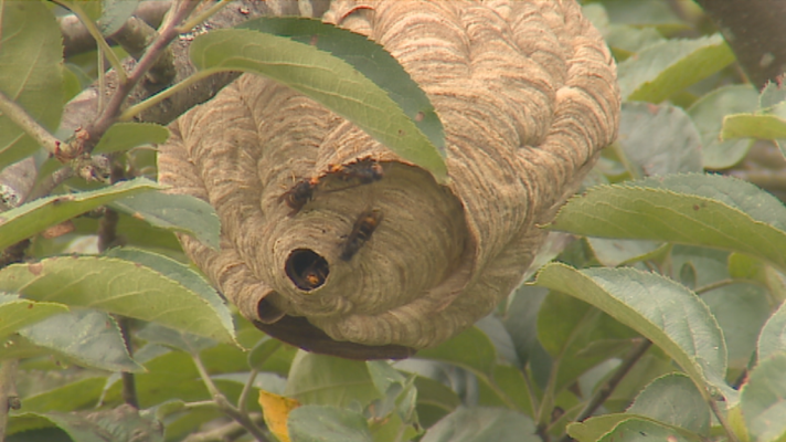 Panorama Regional - Campaña de control del avispón asiático