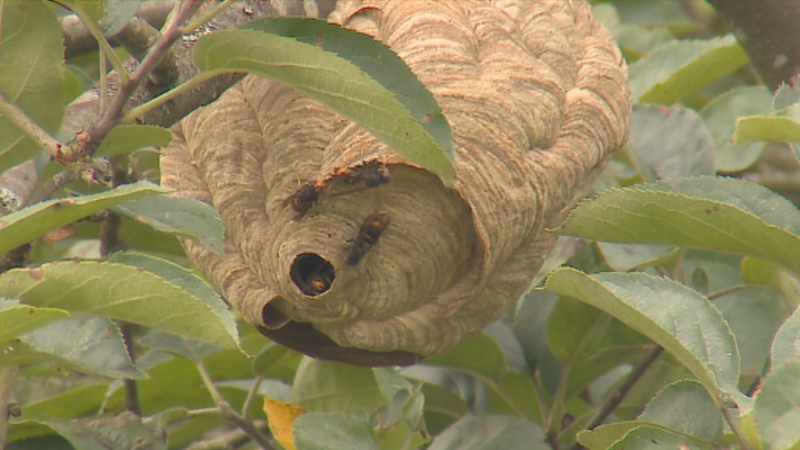 Campaña de control del avispón asiático - Panorama Regional | Ver