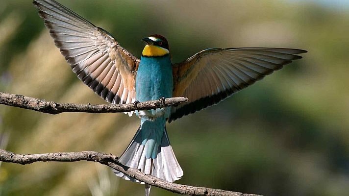 Belleza y seducción en la naturaleza - Los lazos invisibles de la seducción