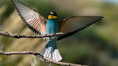 Belleza y seducci�n en la naturaleza - Episodio 2: Los lazos invisibles de la seducci�n - Belleza y seducci�n en la naturaleza | Ver