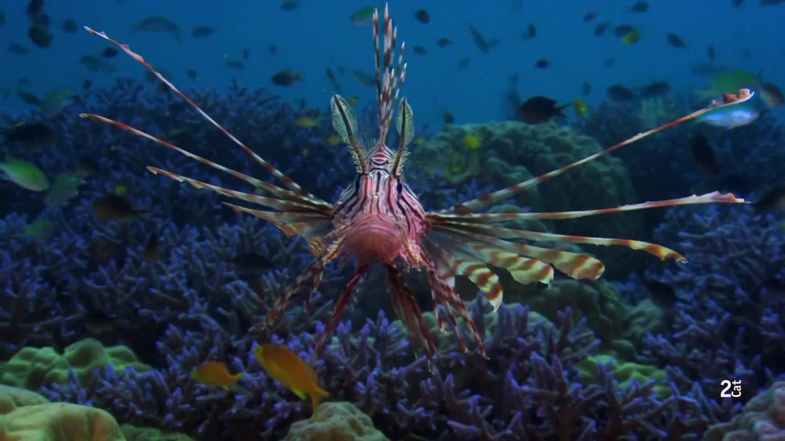 Indrets indòmits. La gran barrera de corall - E. 1: Primavera - Som Documentals | Veure documental