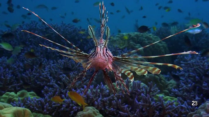 Som Documentals - Indrets indòmits. La gran barrera de corall: Primavera