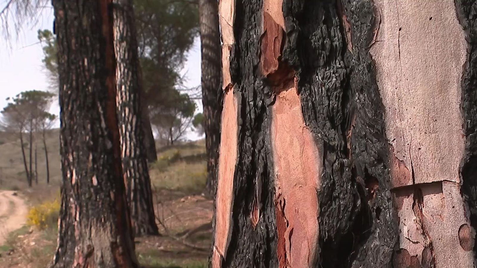 Aragón lidera Efhera, un proyecto de regeneración forestal - Noticias Aragón | Ver