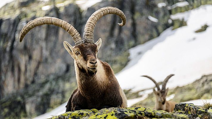 Jerte. Vida salvaje en el valle de los cerezos - Episodio 1