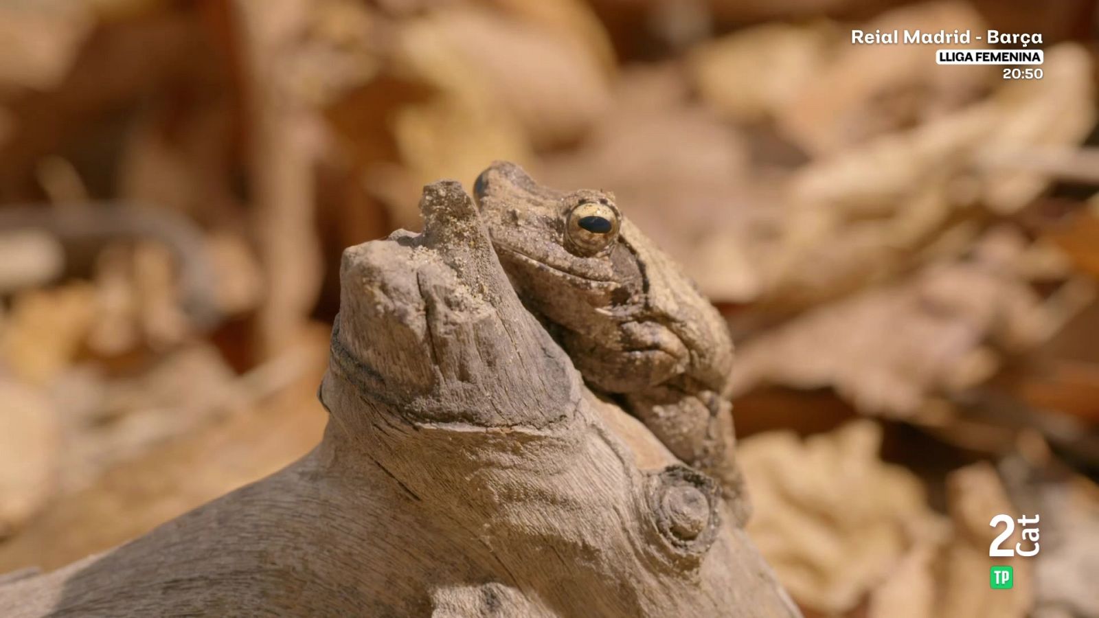 Zàmbia salvatge: Històries d'arbres - Som Documentals | Veure documental