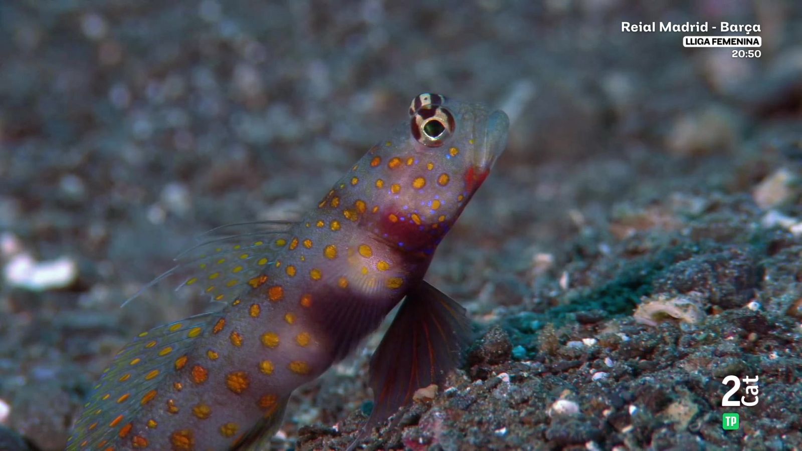 La gran barrera de corall: Estiu - Som Documentals | Veure documental