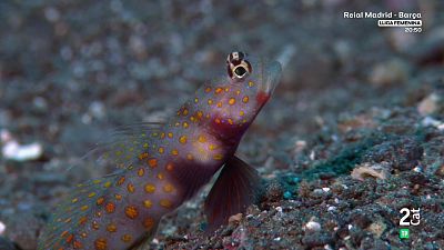 Indrets indòmits. La gran barrera de corall: Estiu