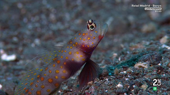 Som Documentals - Indrets indòmits. La gran barrera de corall: Estiu