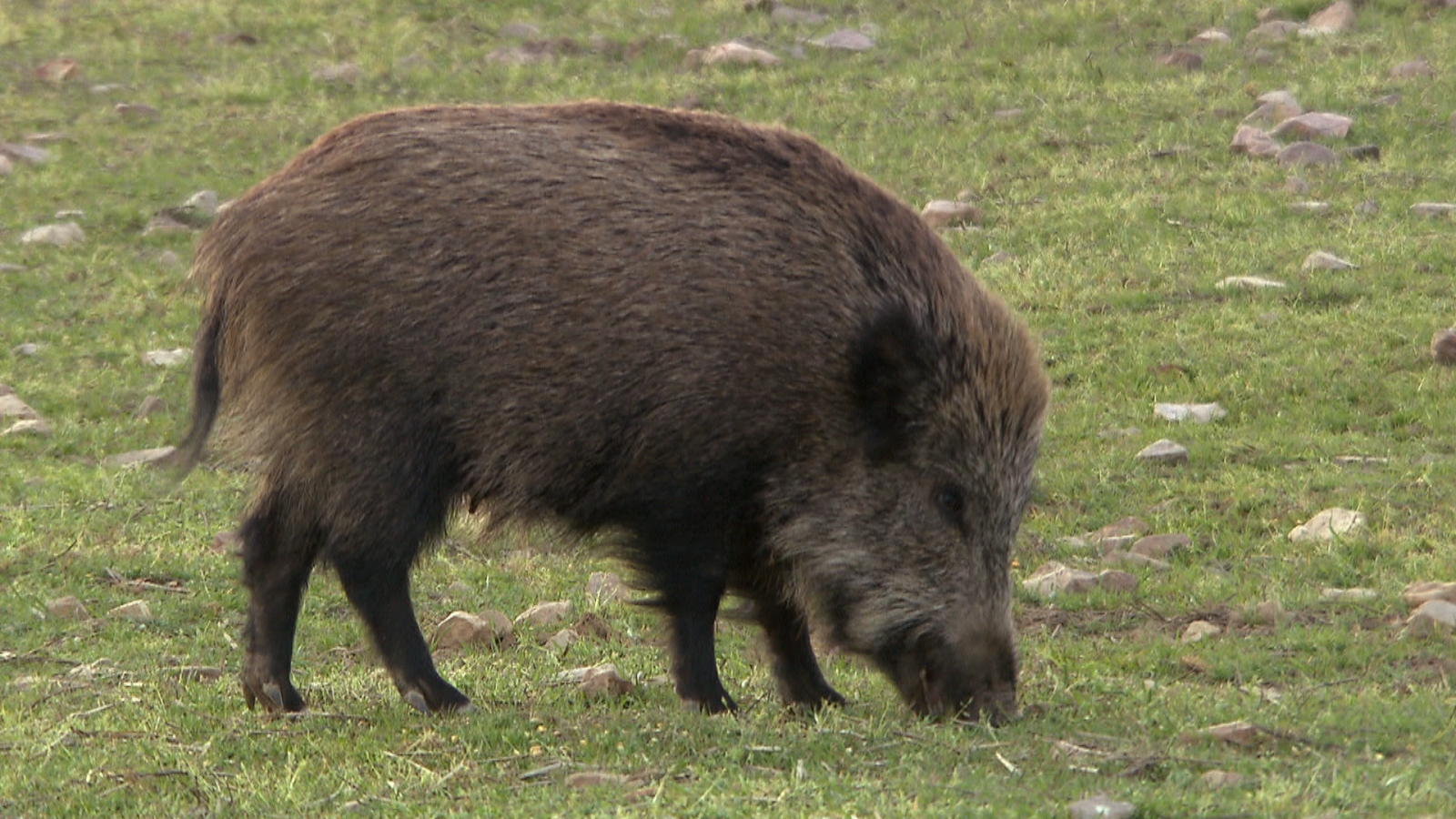 El aumento de jabalíes obliga a tomar medidas - TeleCantabria | Ver