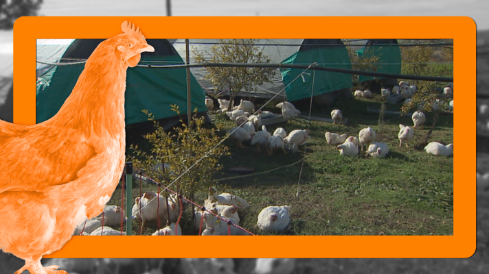 Noticias de Extremadura - Se levanta el confinamiento de las aves de corral