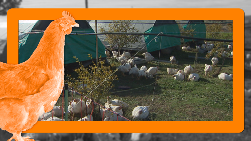 Se levanta el confinamiento de las aves de corral - Noticias de Extremadura | Ver