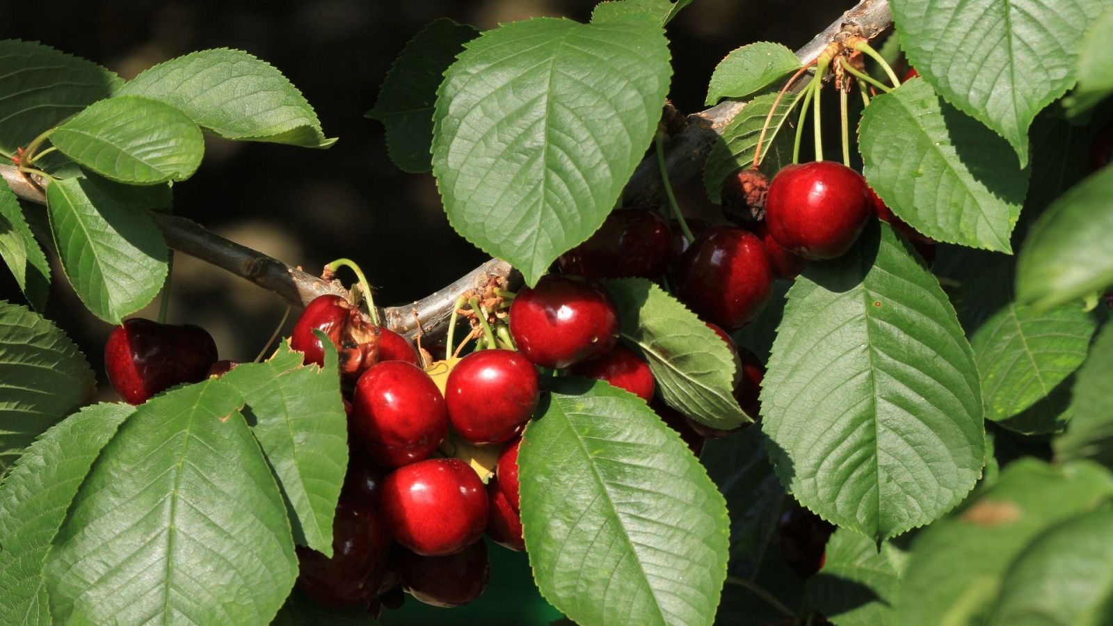 Jerte. Vida salvaje en el valle de los cerezos - Episodio 2 - Jerte. Vida salvaje en el valle de los cerezos | Ver