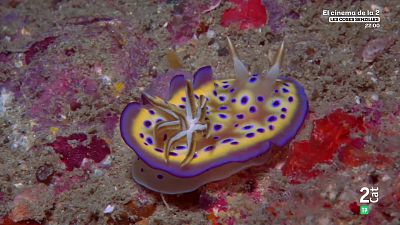 Indrets indòmits. La gran barrera de corall: Hivern