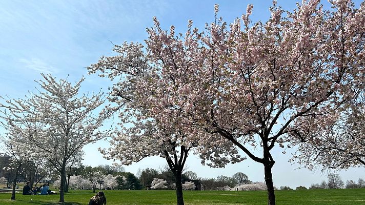 La tarde en 24h - 'Un árbol de compañía', el ensayo para conocer los árboles