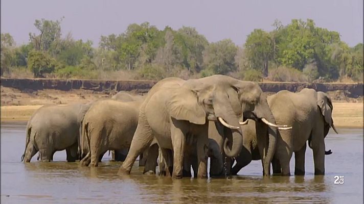 Som Documentals - Relats de Zàmbia: La vall dels elefants