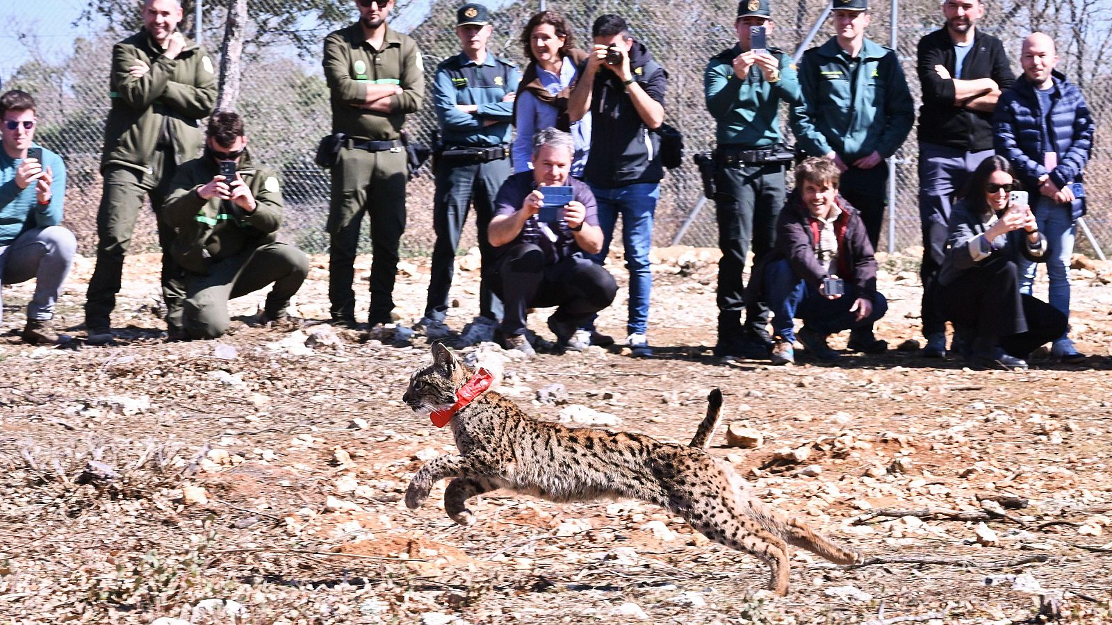 Vecinos de Monegros, Aragón, buscan impulsar la presencia del lince como oportunidad económica