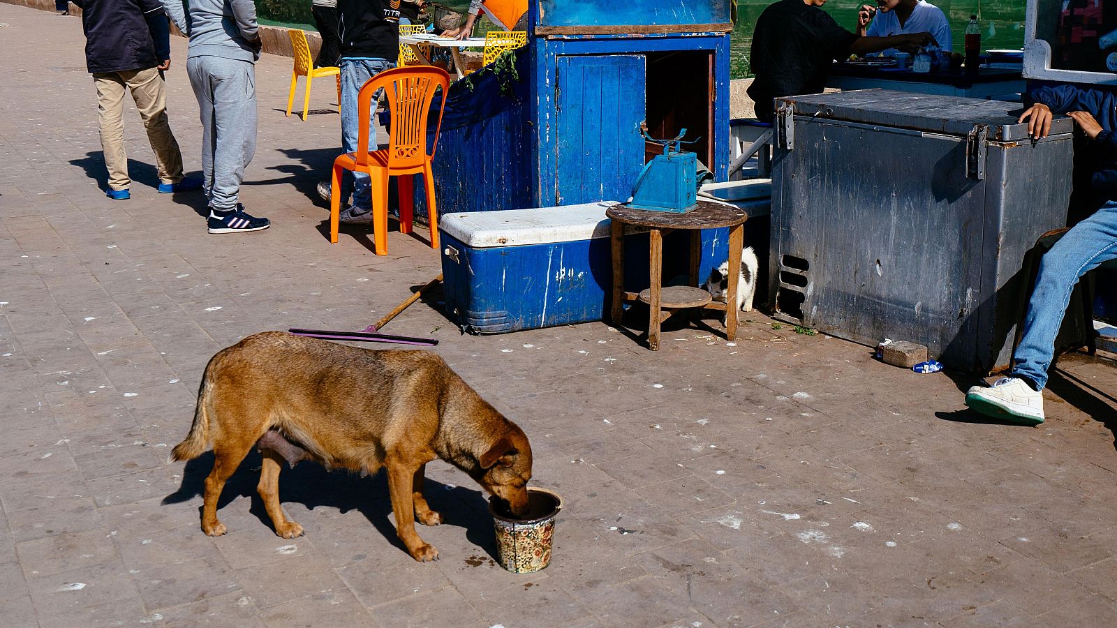 Denuncian el sacrificio de perros callejeros en Marruecos | Ver