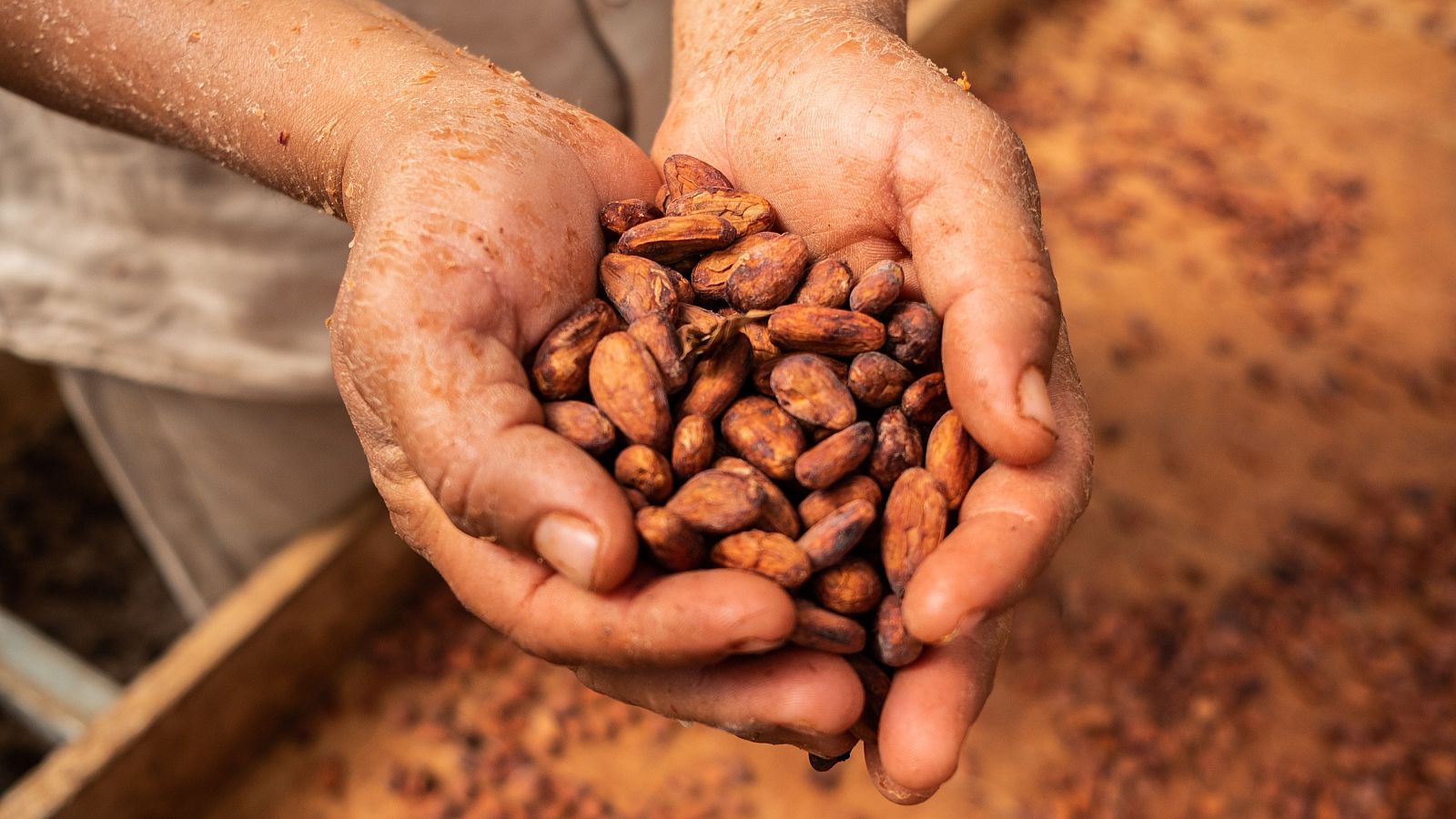 Baja el precio del cacao, pero no el del chocolate | Ver