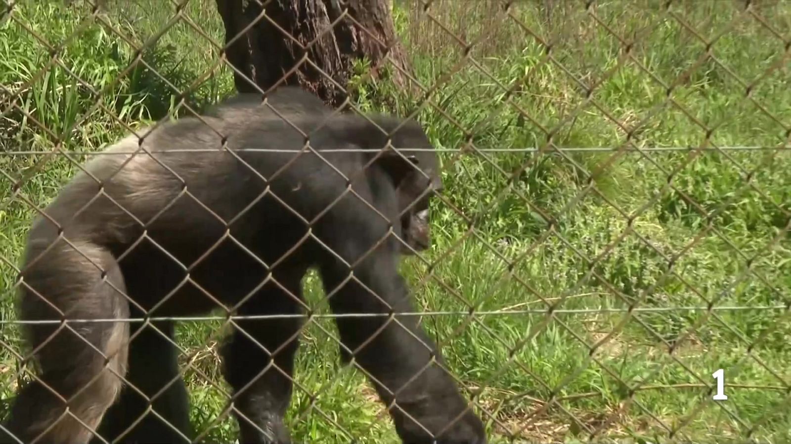 La Fundació Mona fa 25 anys i projecta un nou centre més ampli
