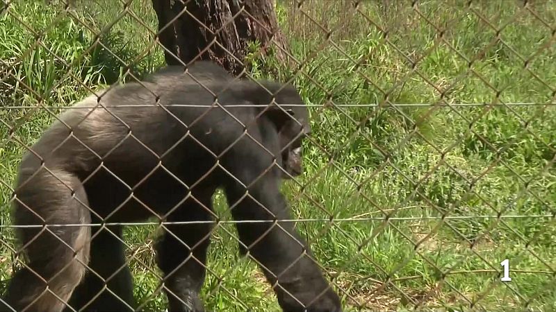 La Fundació Mona fa 25 anys i projecta un nou centre més ampli
