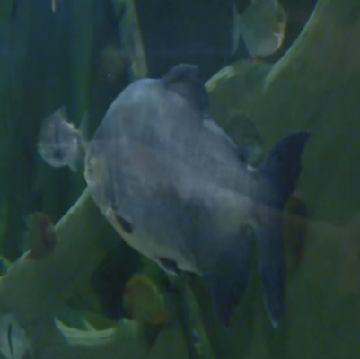 Telenorte - País Vasco - Las pirañas vegetarianas se convierten en la gran atracción del Aquarium de Donostia